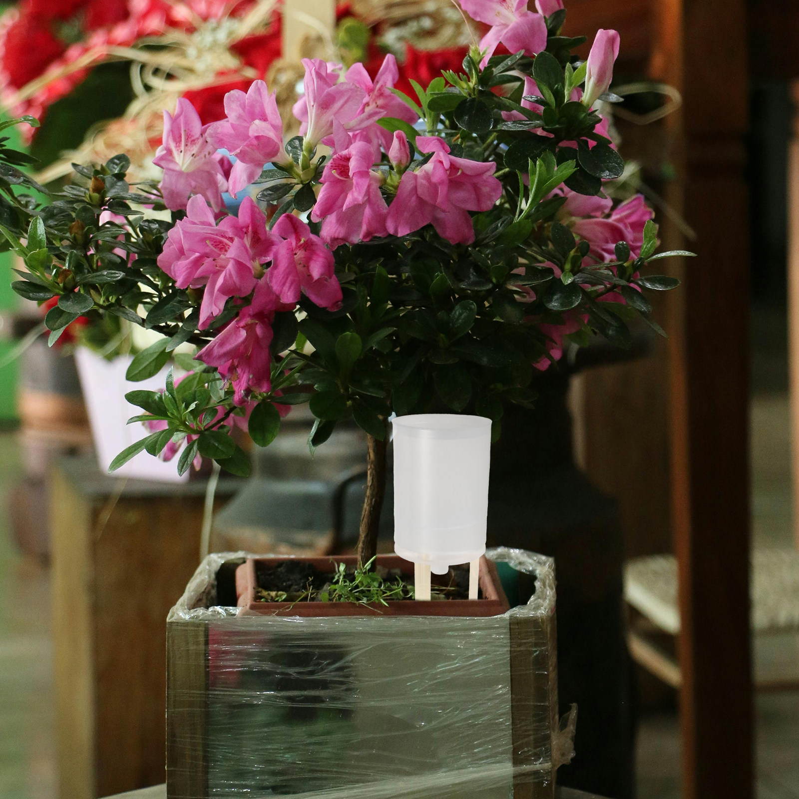 1Set Adjustable Moss Pole Wate - Self Watering Insert ulasan dan harga