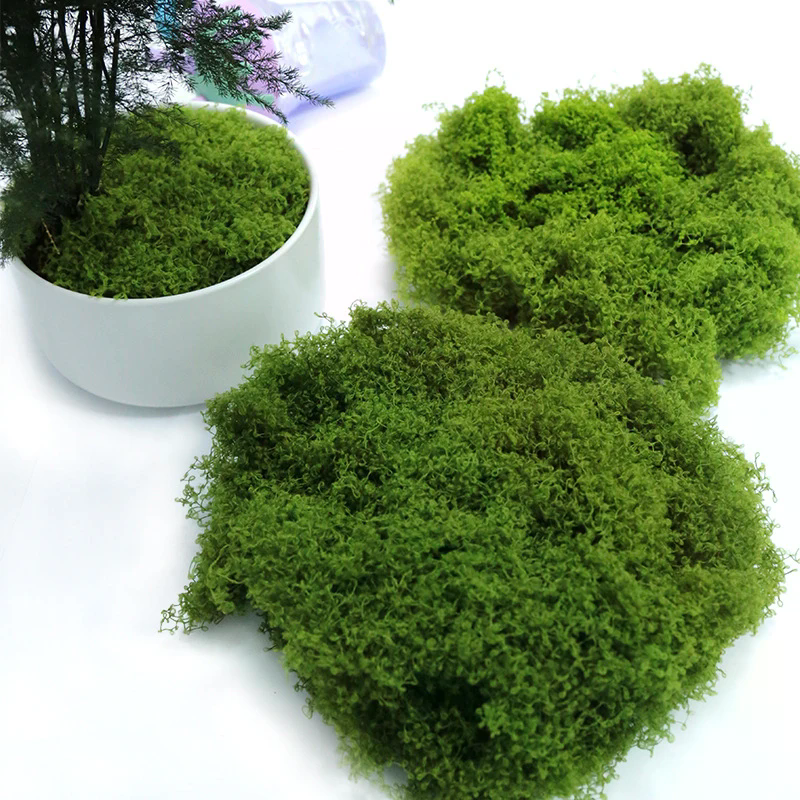 50g Fake Moss DIY Crafts Grass - Sphagnum Moss Dry ulasan dan harga