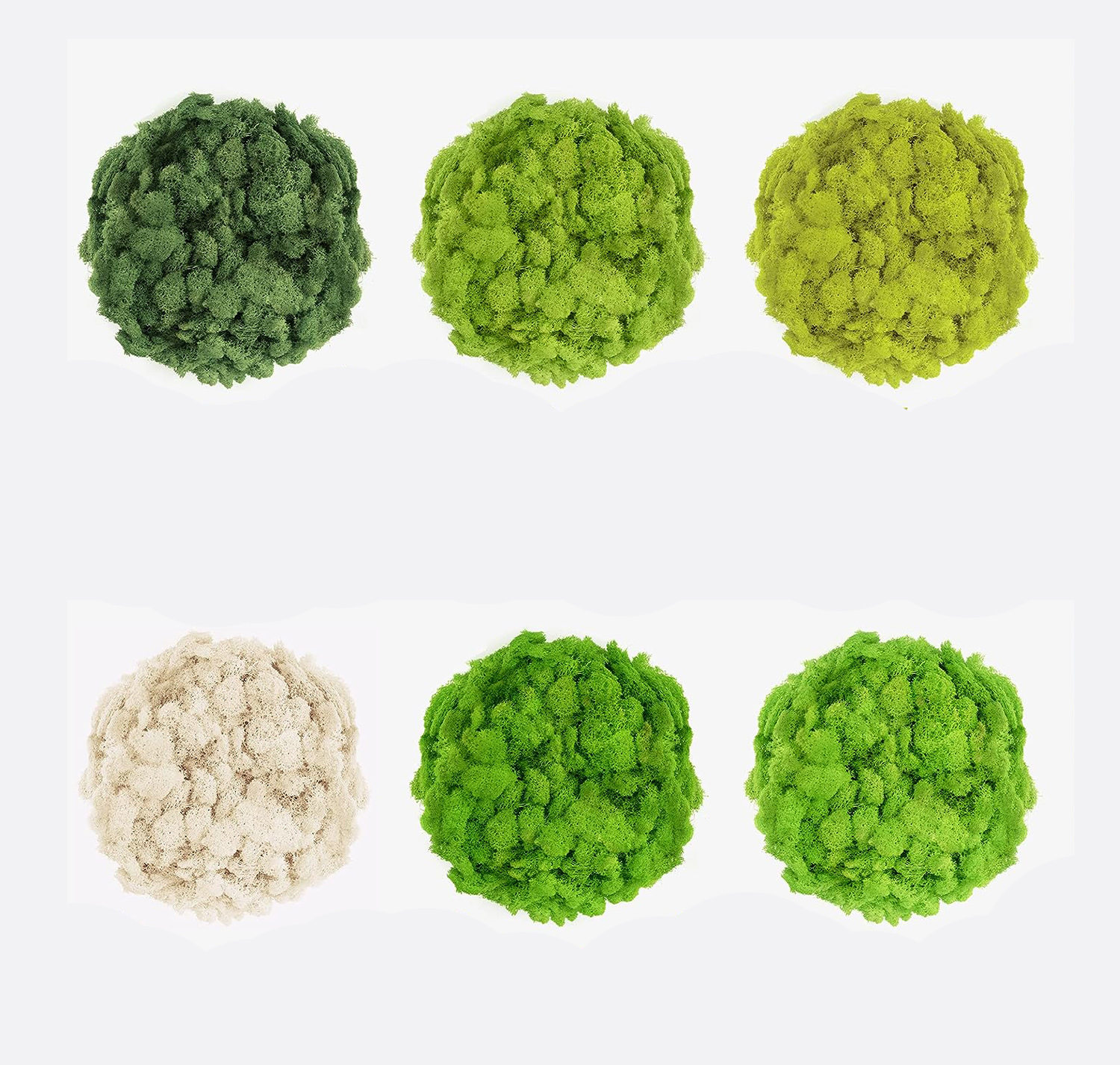 20/40/60g Eternal Life Moss Ar - Sphagnum Moss Dry ulasan dan harga