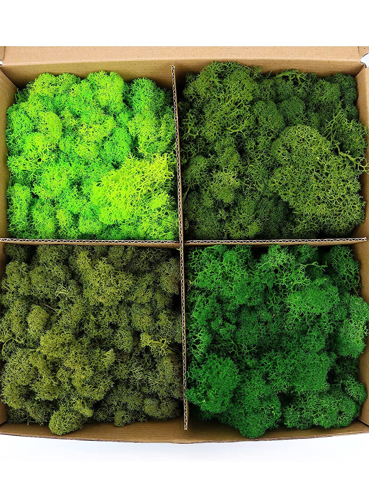 20/40/60g Eternal Life Moss Ar - Sphagnum Moss Dry ulasan dan harga