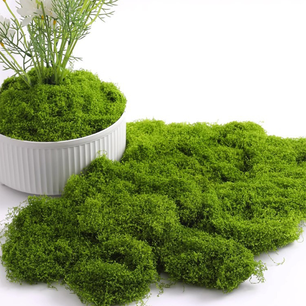 20/40/100g Eternal Life Moss D - Sphagnum Moss Dry ulasan dan harga