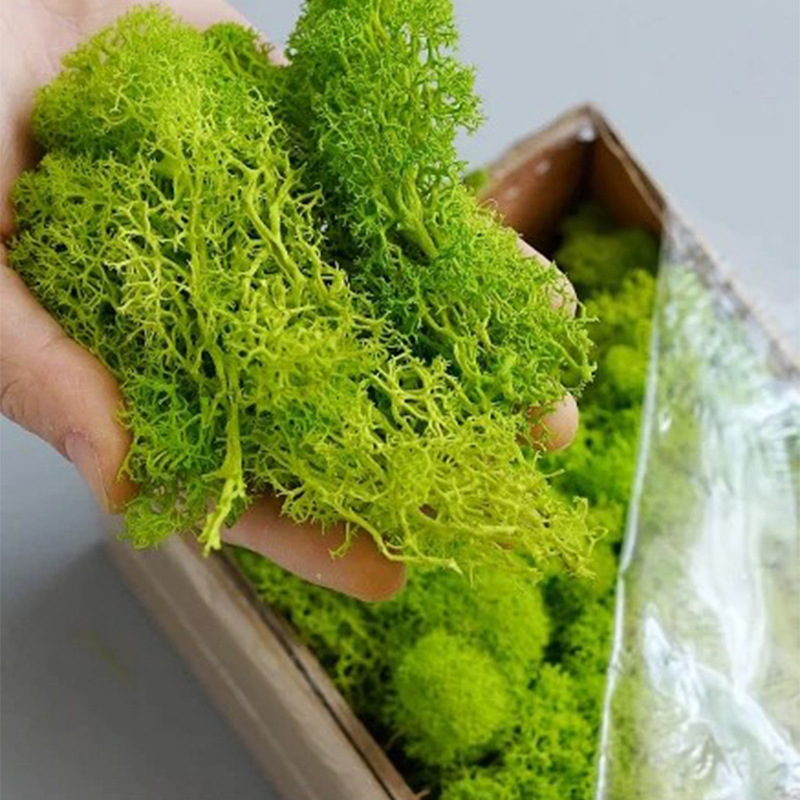 20/40/100g Eternal Life Moss D - Sphagnum Moss Dry ulasan dan harga