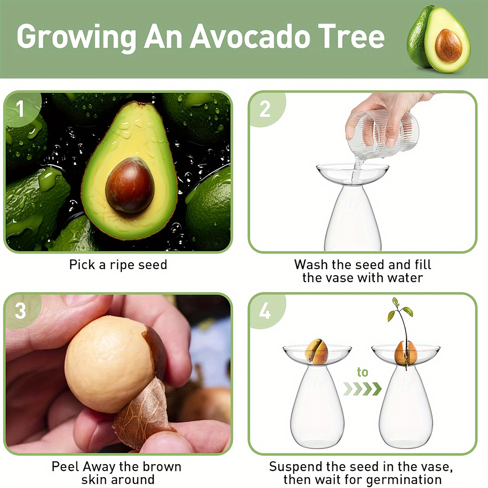 Avocado Seed Starter Hydroponi - Propagation Station Vase ulasan dan harga