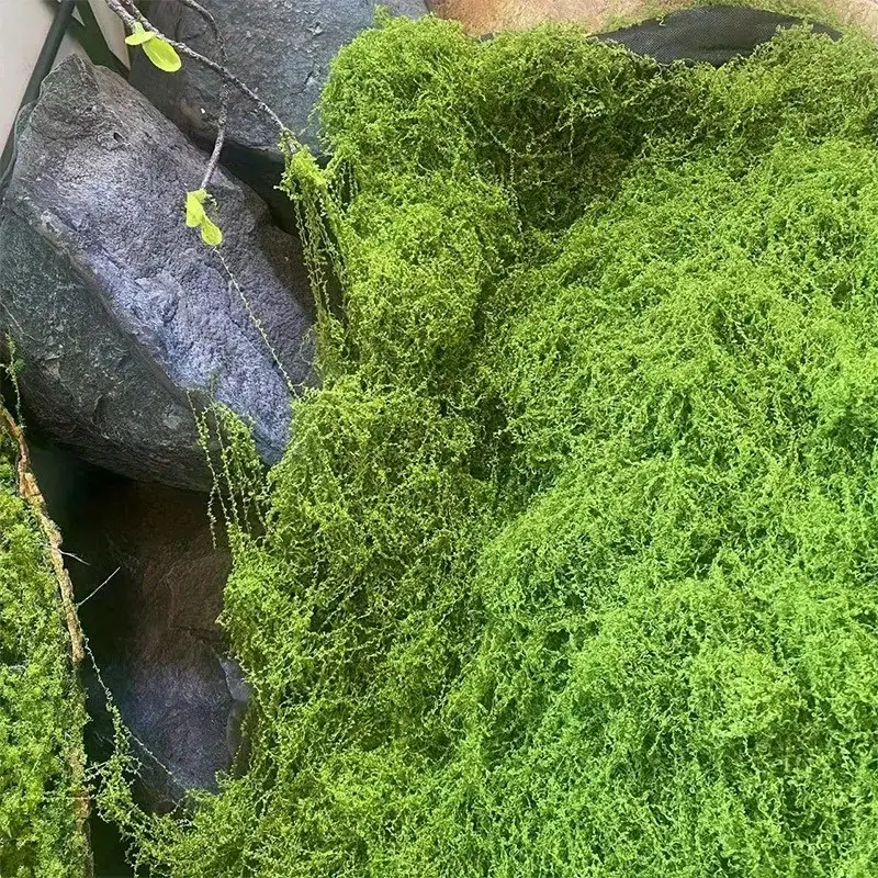 Green Fake Moss DIY Crafts Gra - Sphagnum Moss Dry ulasan dan harga