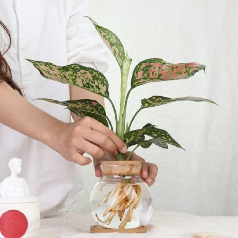 Plant Propagation Station, Hyd - Propagation Station Vase ulasan dan harga