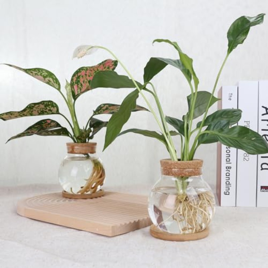 Plant Propagation Station, Hyd - Propagation Station Vase ulasan dan harga