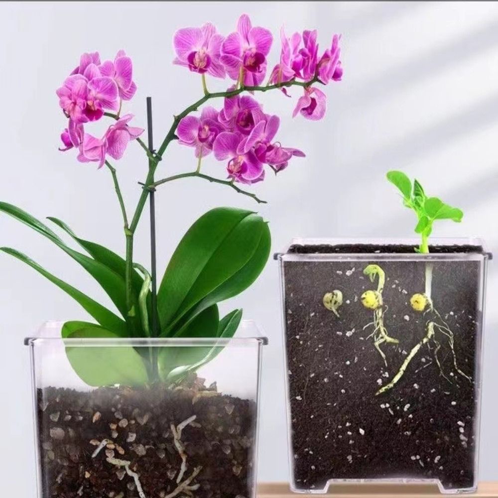 Transparent Material Acrylic P - Self Watering Insert ulasan dan harga