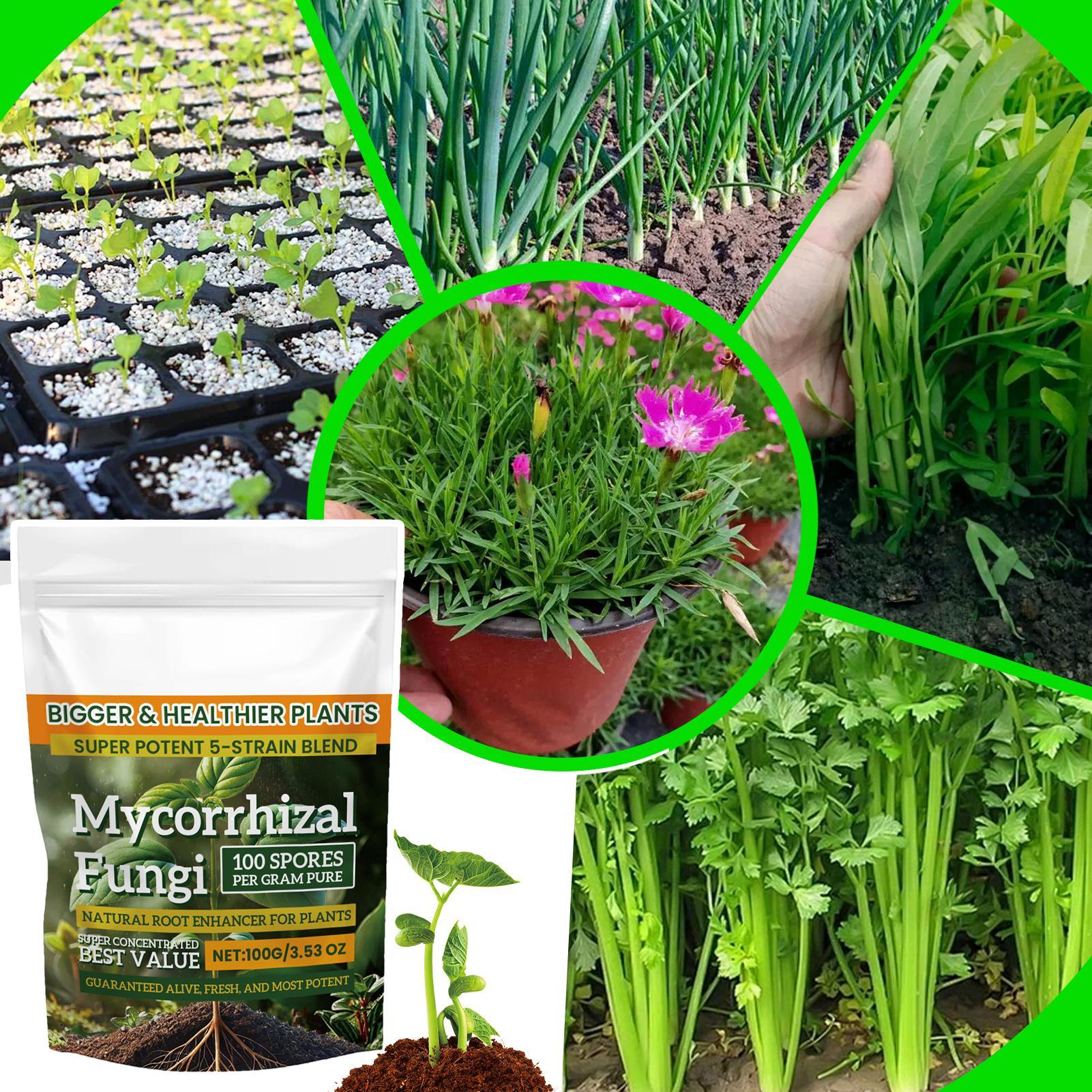 Natural Plants Root Enhancer P - Rooting Hormone Powder ulasan dan harga